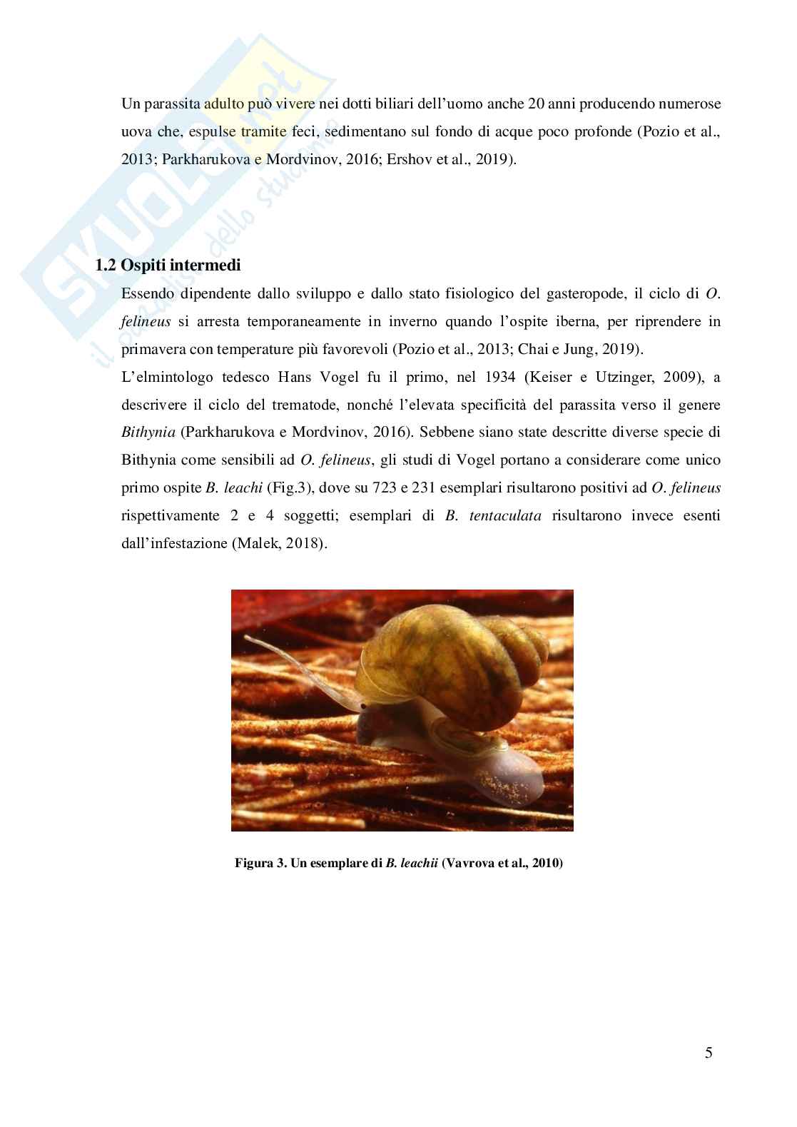 Opisthorchis felineus in Italia Pag. 6