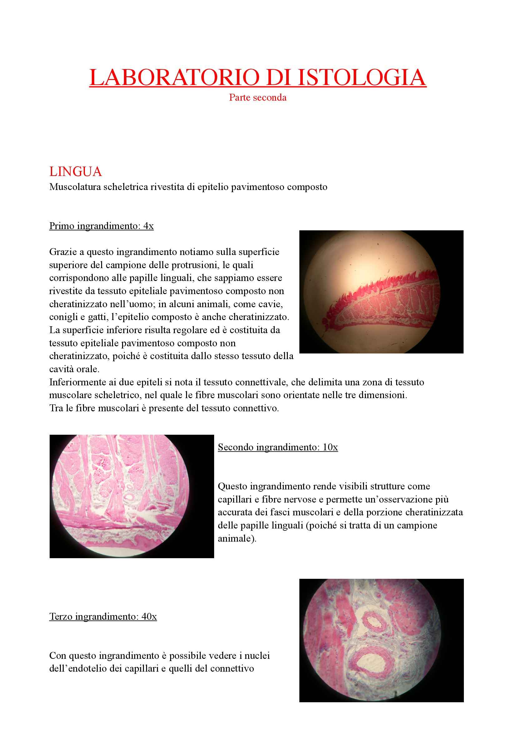 Come Riconoscere I Vetrini Istologici