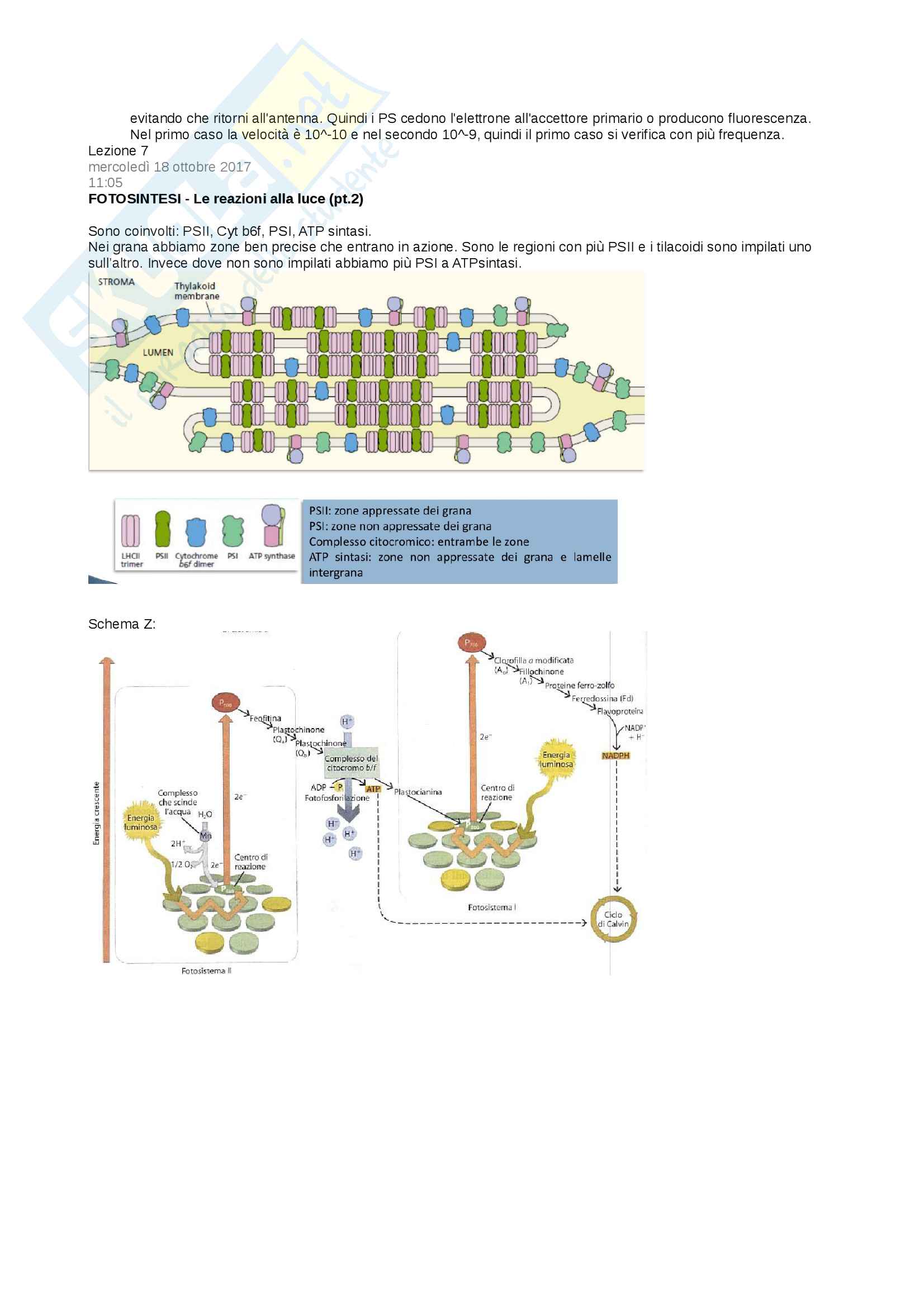 Appunti di Fisiologia vegetale, I semestre Pag. 21
