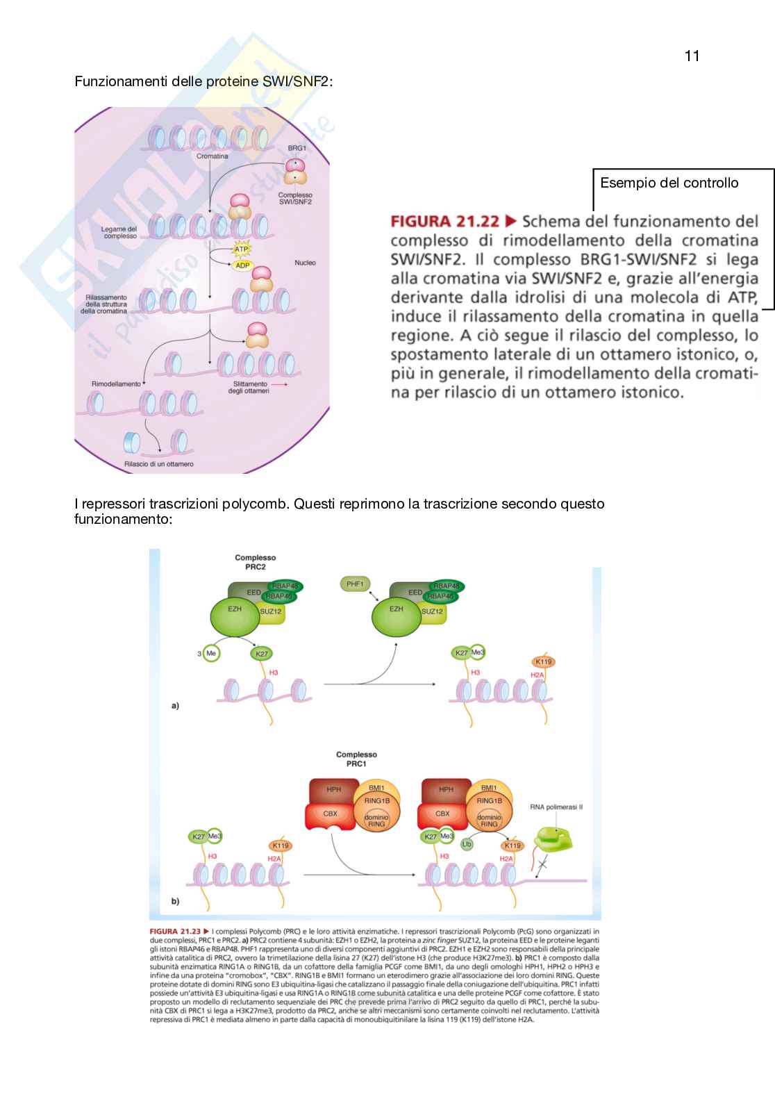 Epigenetica appunti lezione Pag. 11