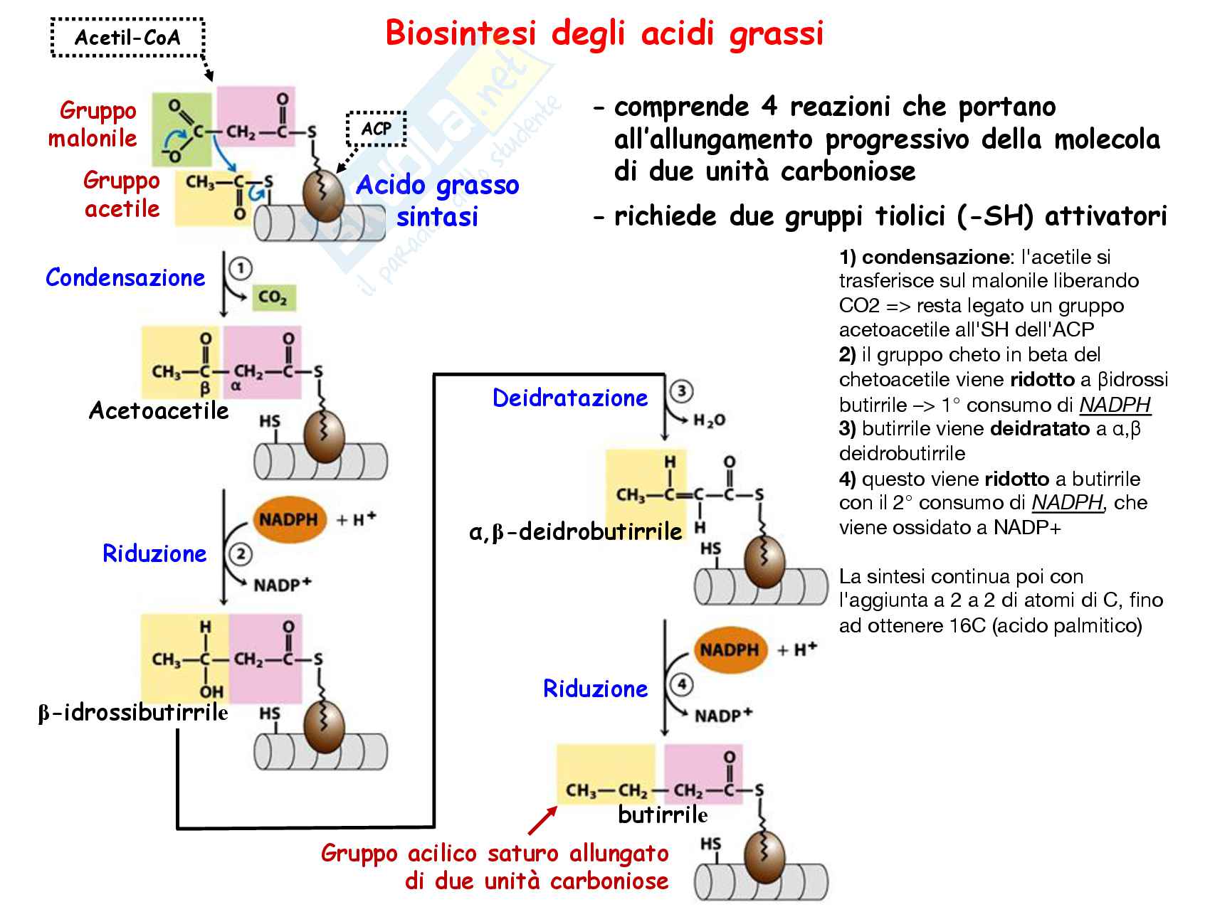 9 Biosintesi degli acidi grassi, reazioni chimiche, regolazione e funzioni Pag. 11