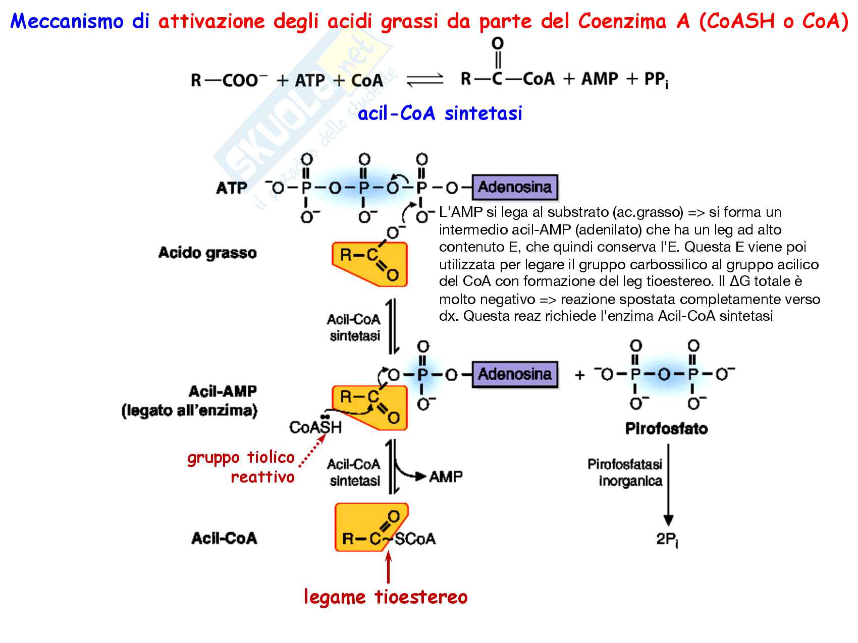 9 Biosintesi degli acidi grassi, reazioni chimiche, regolazione e funzioni Pag. 21