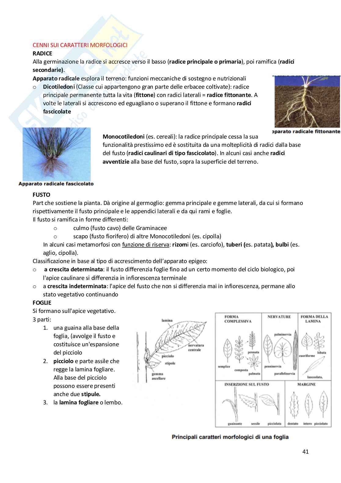 Appunti esame Produzioni vegetali Pag. 41