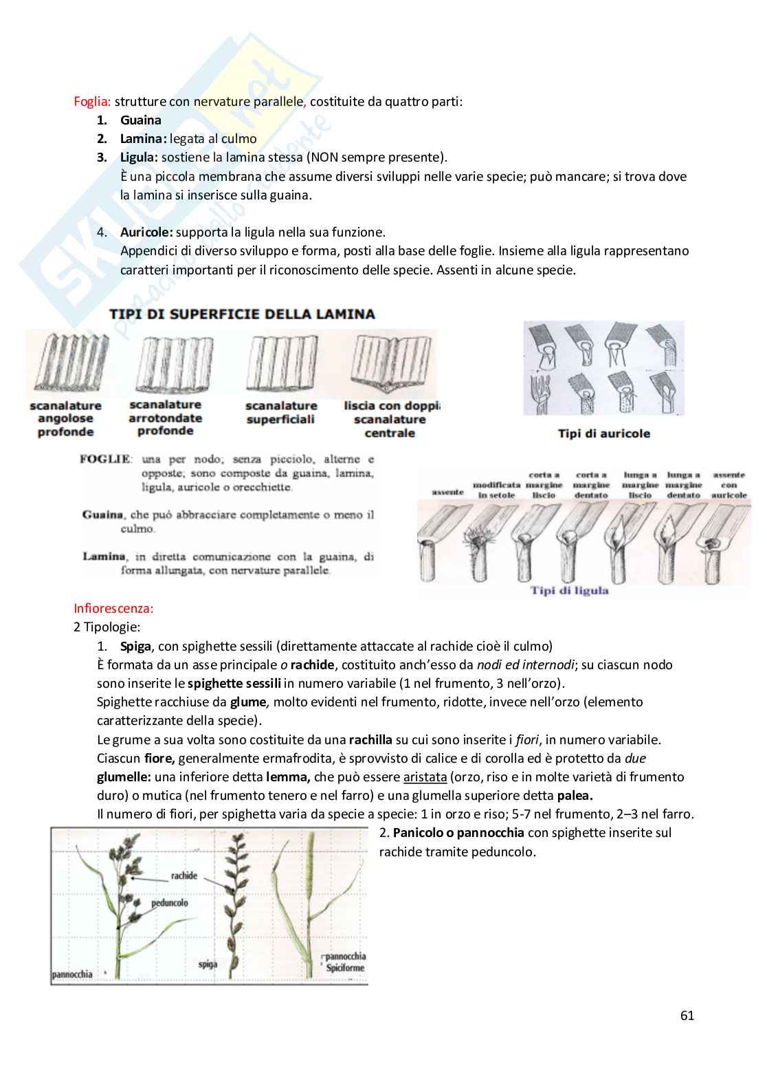 Appunti esame Produzioni vegetali Pag. 61