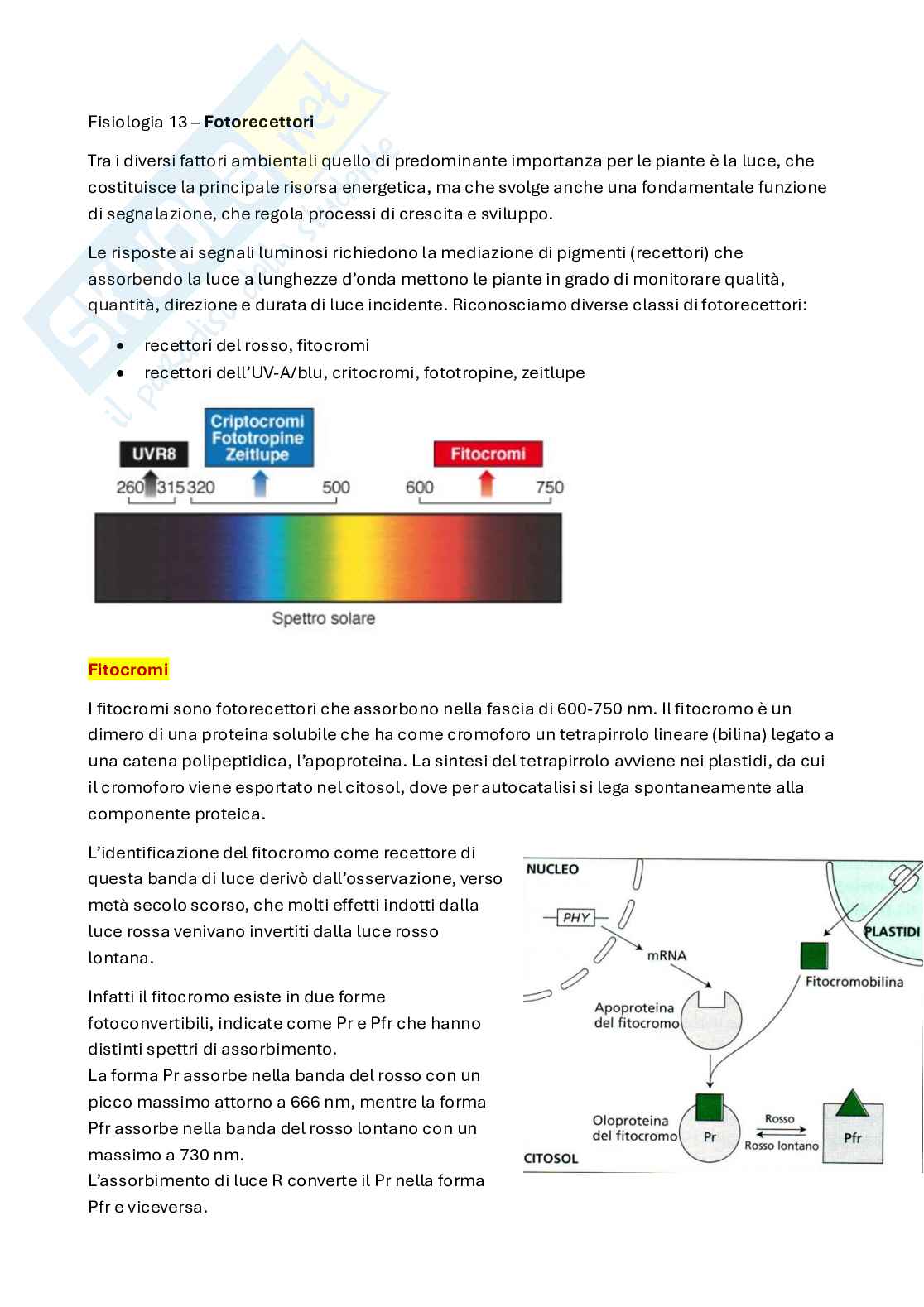 Fotorecettori delle piante Pag. 1
