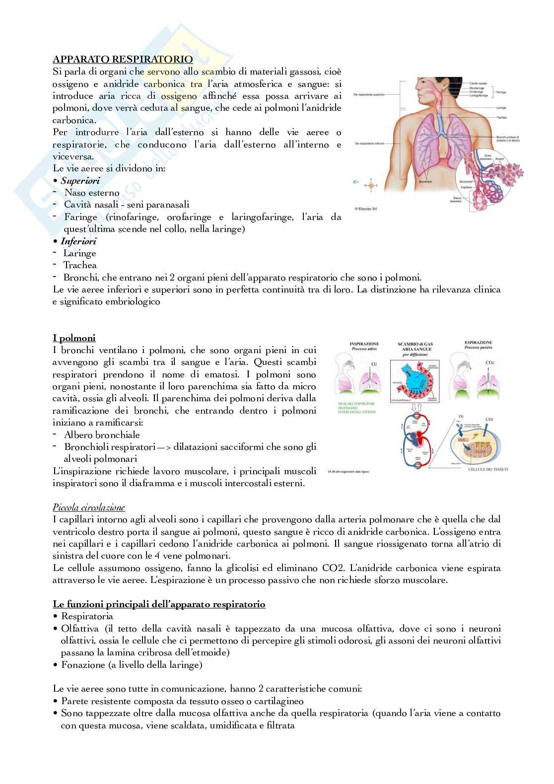 Apparato respiratorio Pag. 1