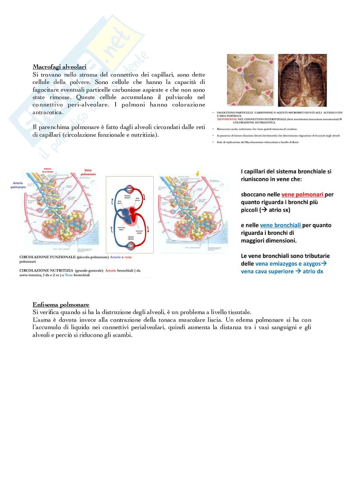 Apparato respiratorio Pag. 11