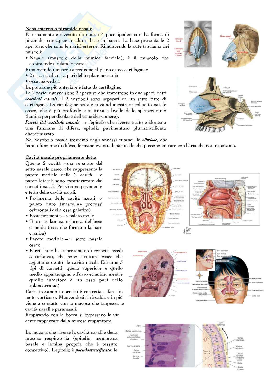 Apparato respiratorio Pag. 2