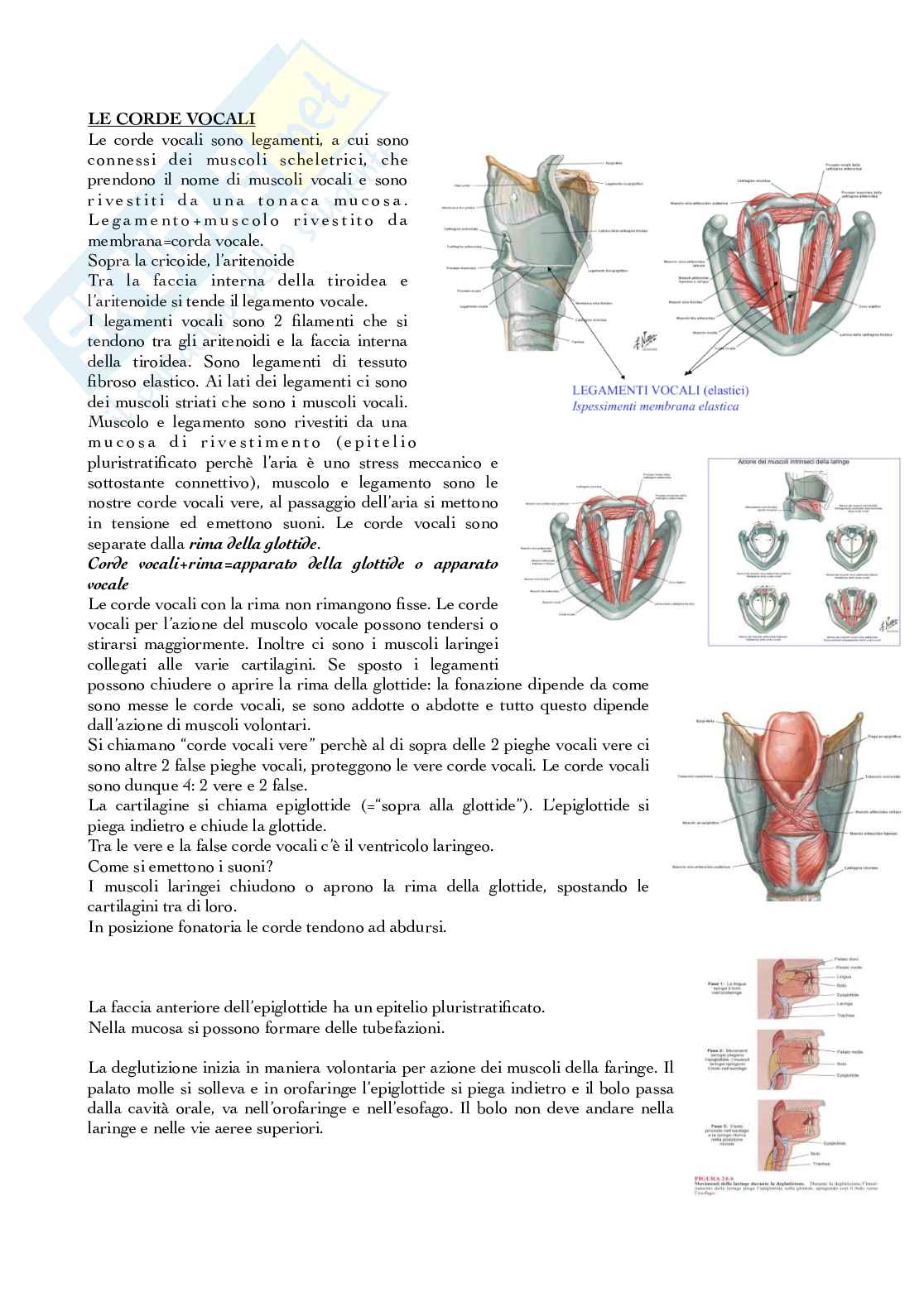 Apparato respiratorio Pag. 6