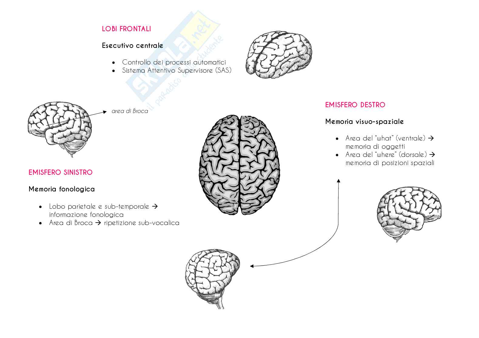 Mappe concettuali di psicologia dell'apprendimento e della memoria Pag. 6