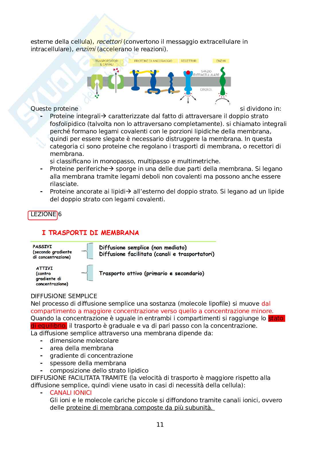 Appunti di biologia animale e fisiologia cellulare Pag. 11