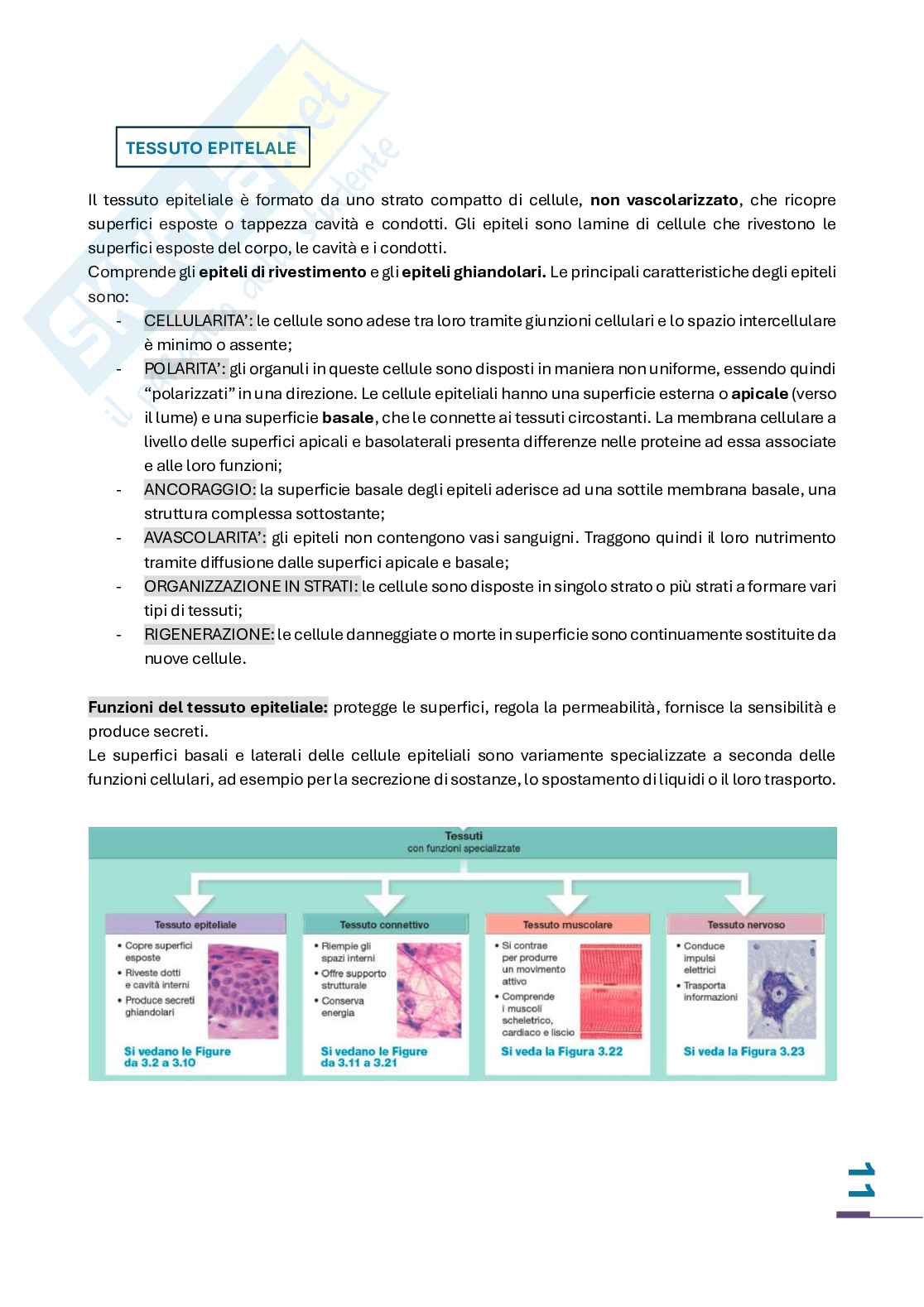 Riassunto esame Anatomia, Prof. Fontanella Lara, libro consigliato Anatomia umana, Martini Pag. 11