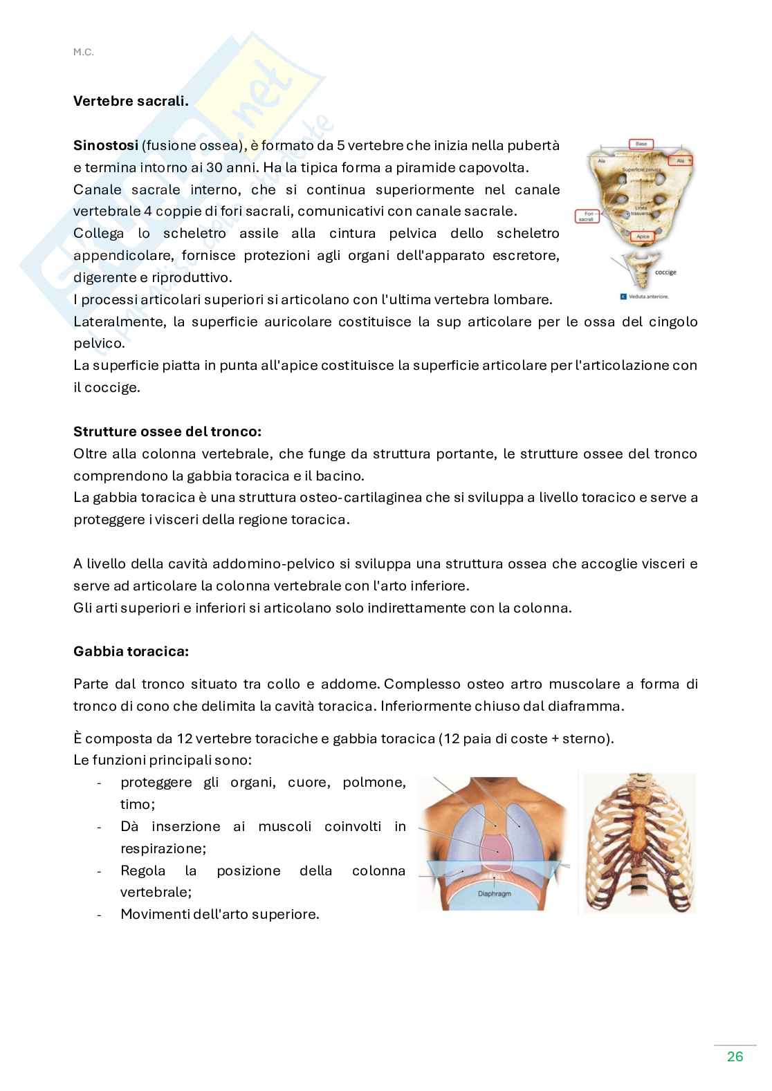 Anatomia umana  Pag. 26