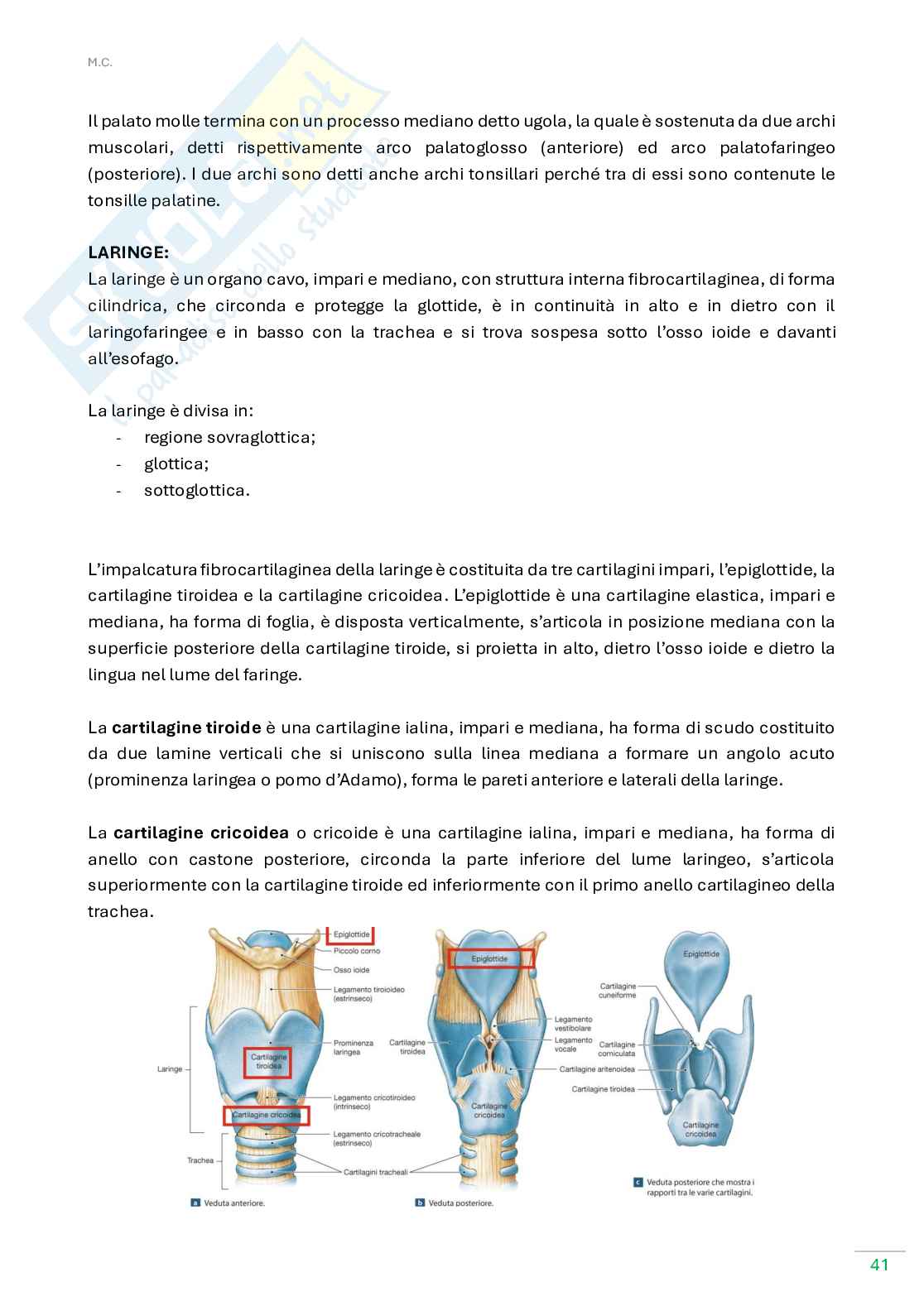 Anatomia umana  Pag. 41