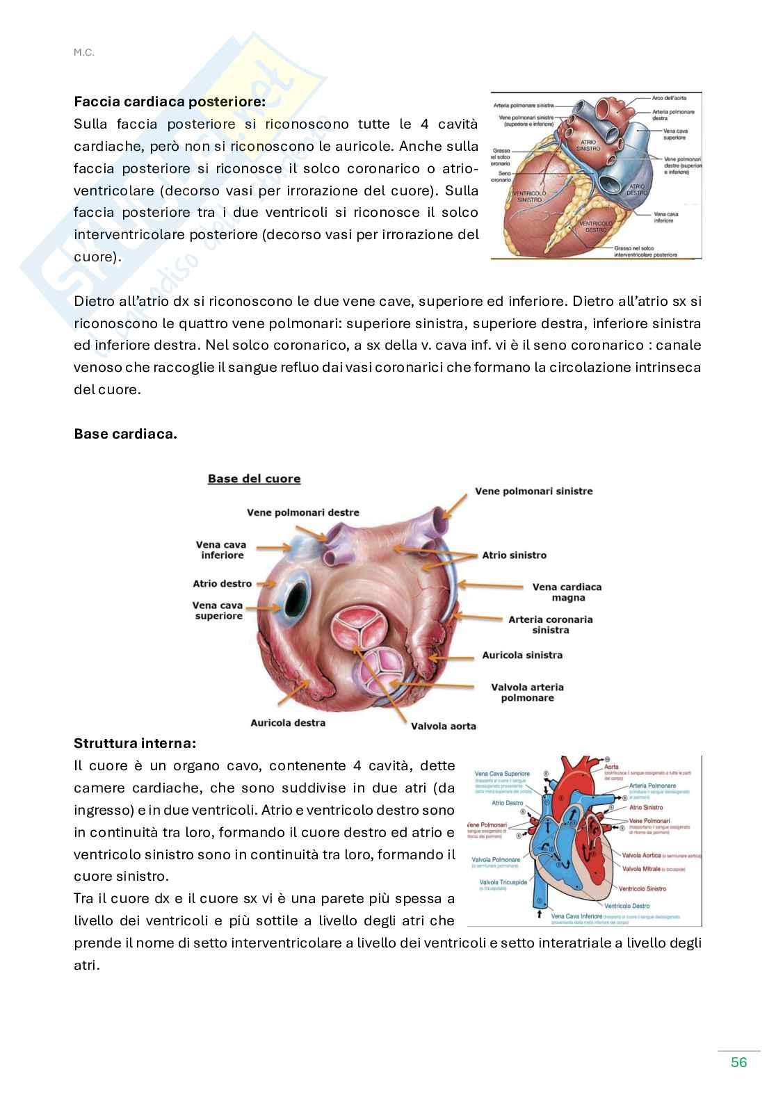Anatomia umana  Pag. 56