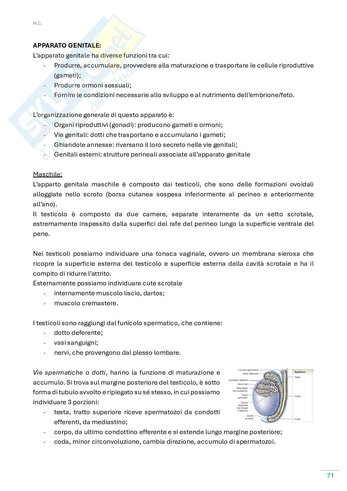 Anatomia umana  Pag. 71