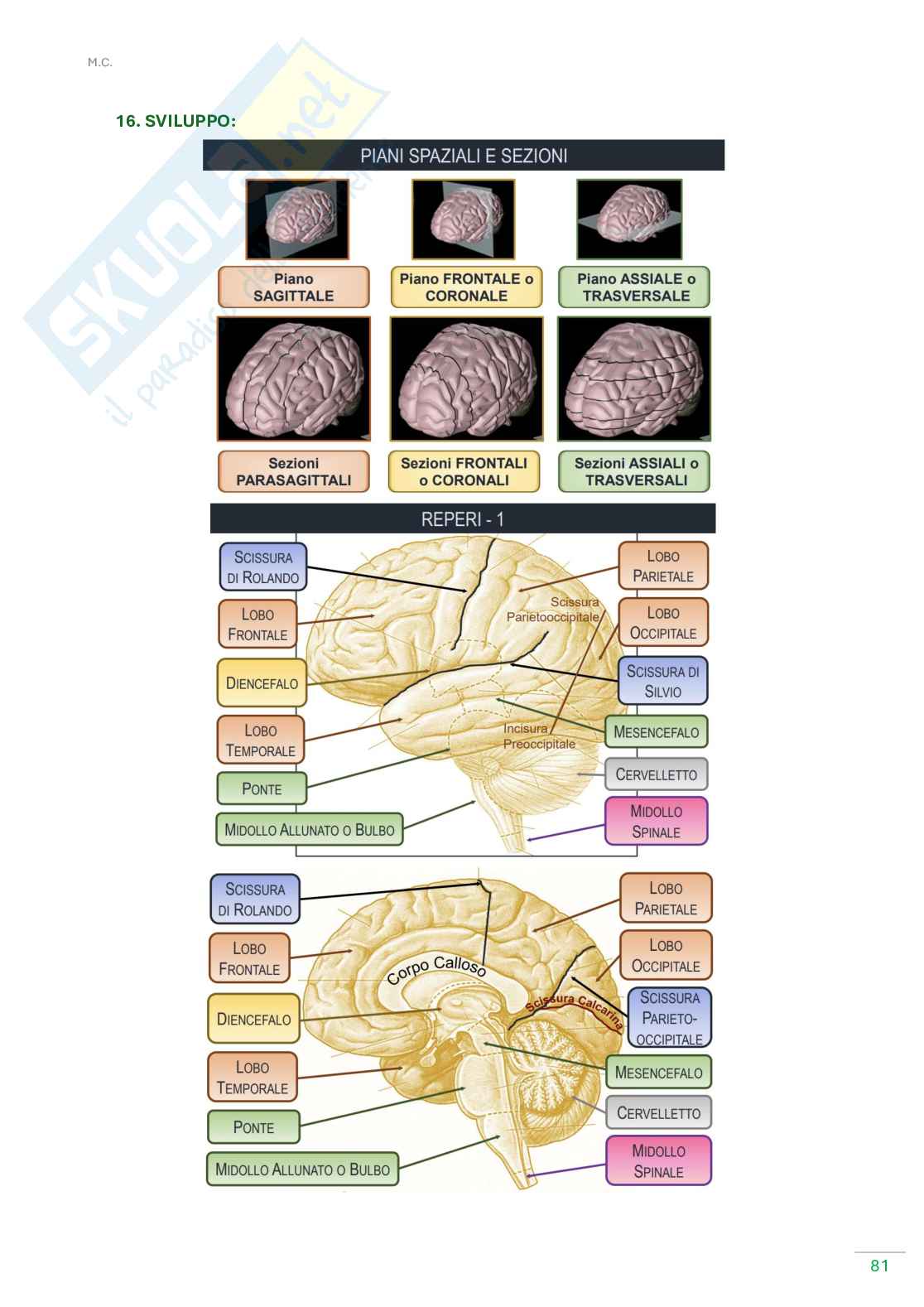 Anatomia umana  Pag. 81
