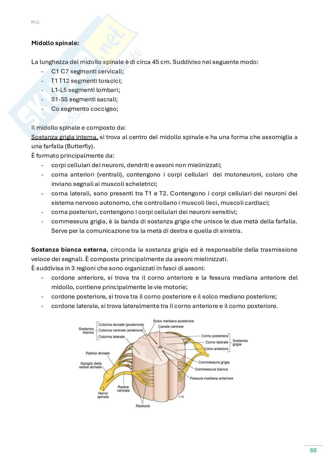 Anatomia umana  Pag. 86