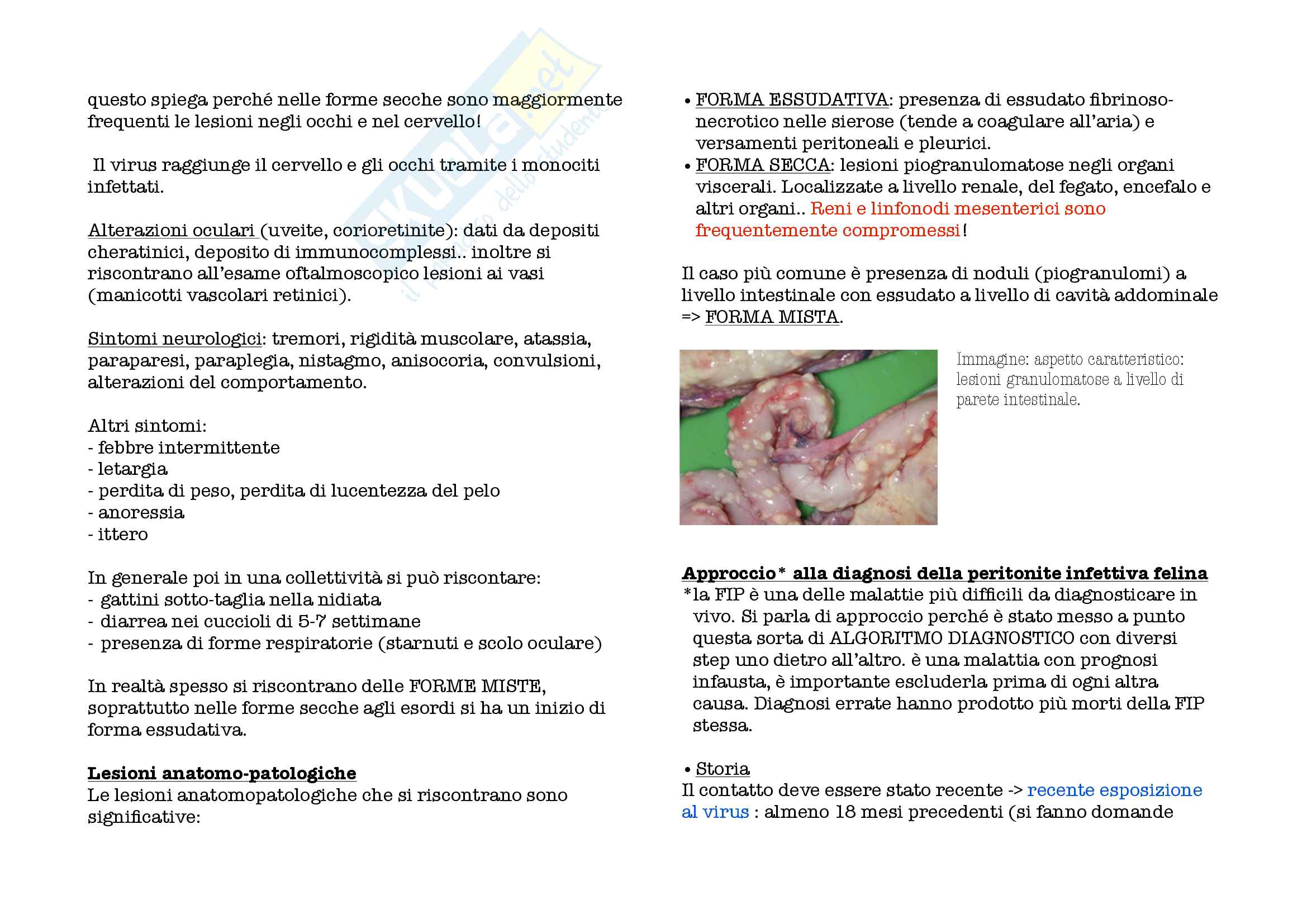 Malattie infettive degli animali da compagnia Pag. 31