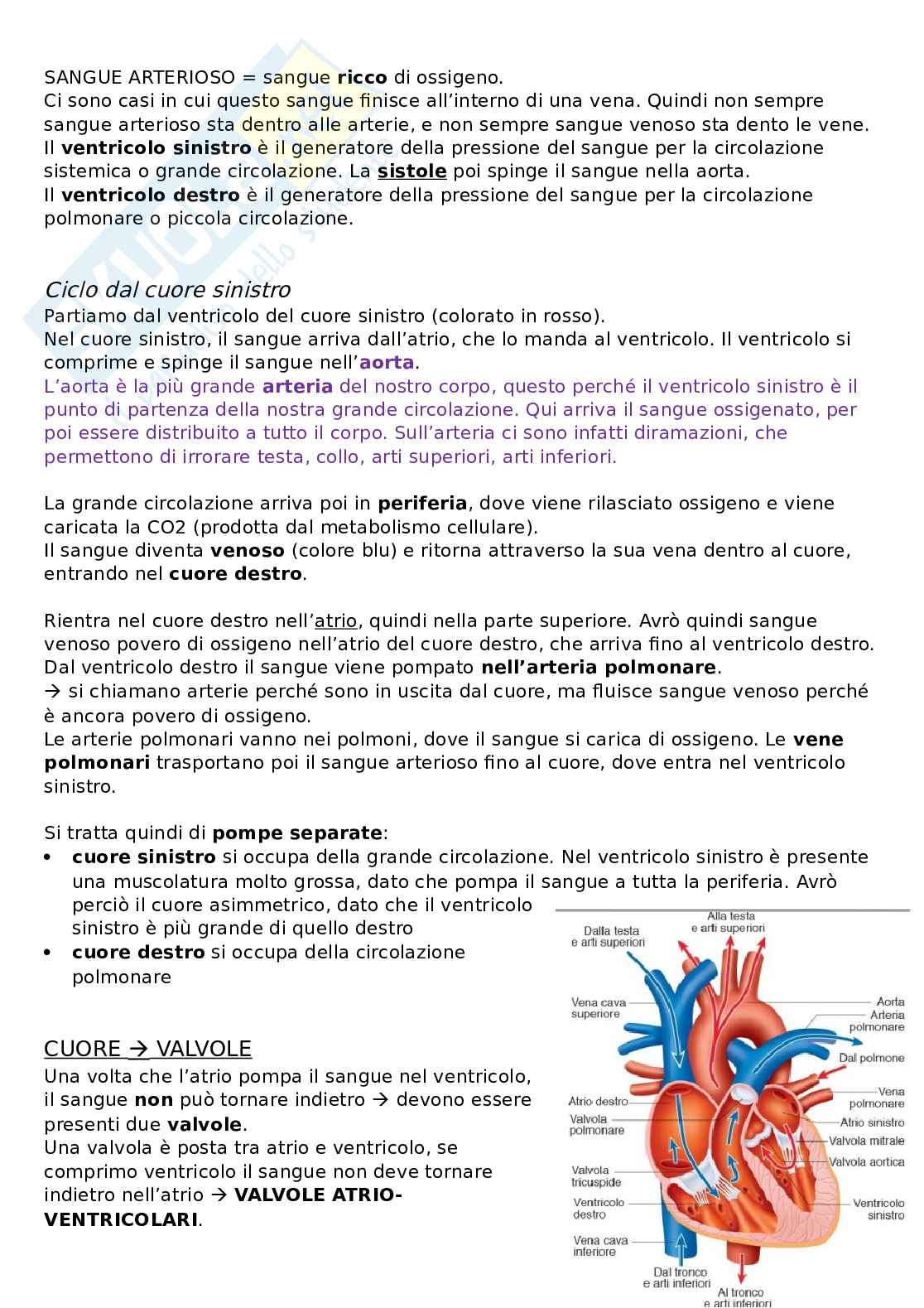 Sistema cardiocircolatorio Pag. 2