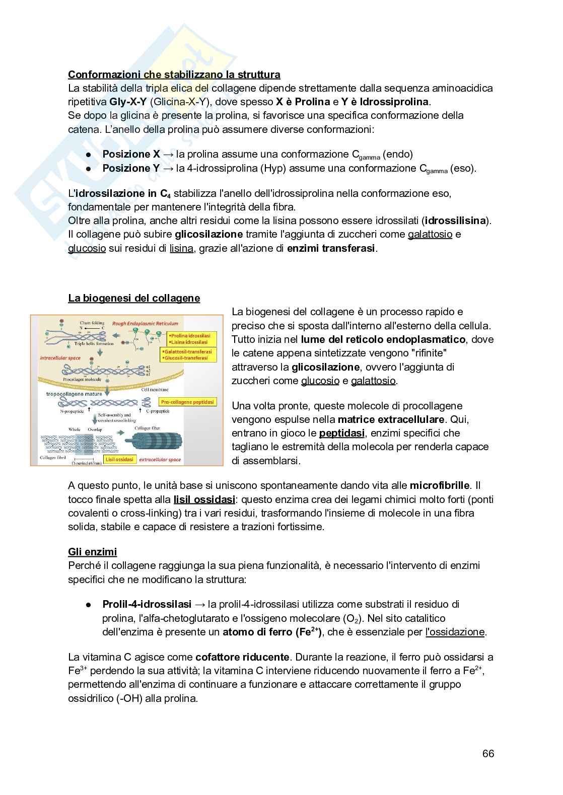 Biochimica I (2025/2026) Pag. 66