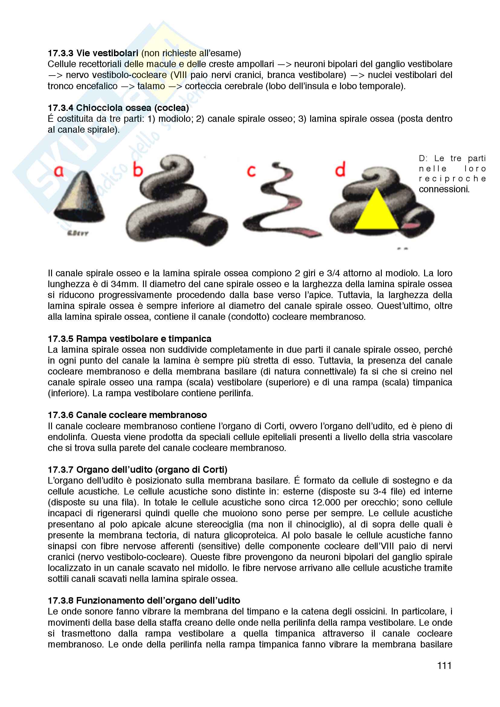 Istologia e Anatomia Umana Pag. 111
