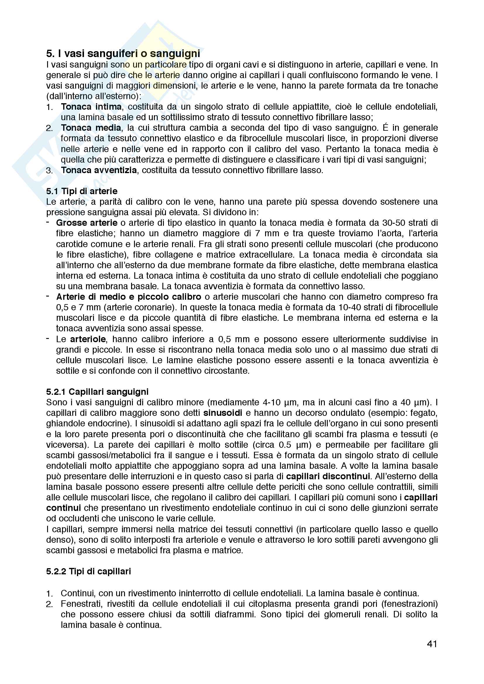 Istologia e Anatomia Umana Pag. 41