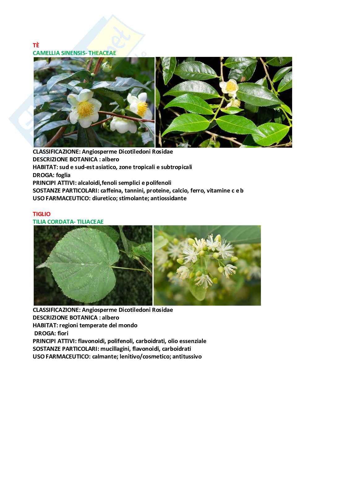 Schede riassuntive piante - Botanica farmaceutica Pag. 41