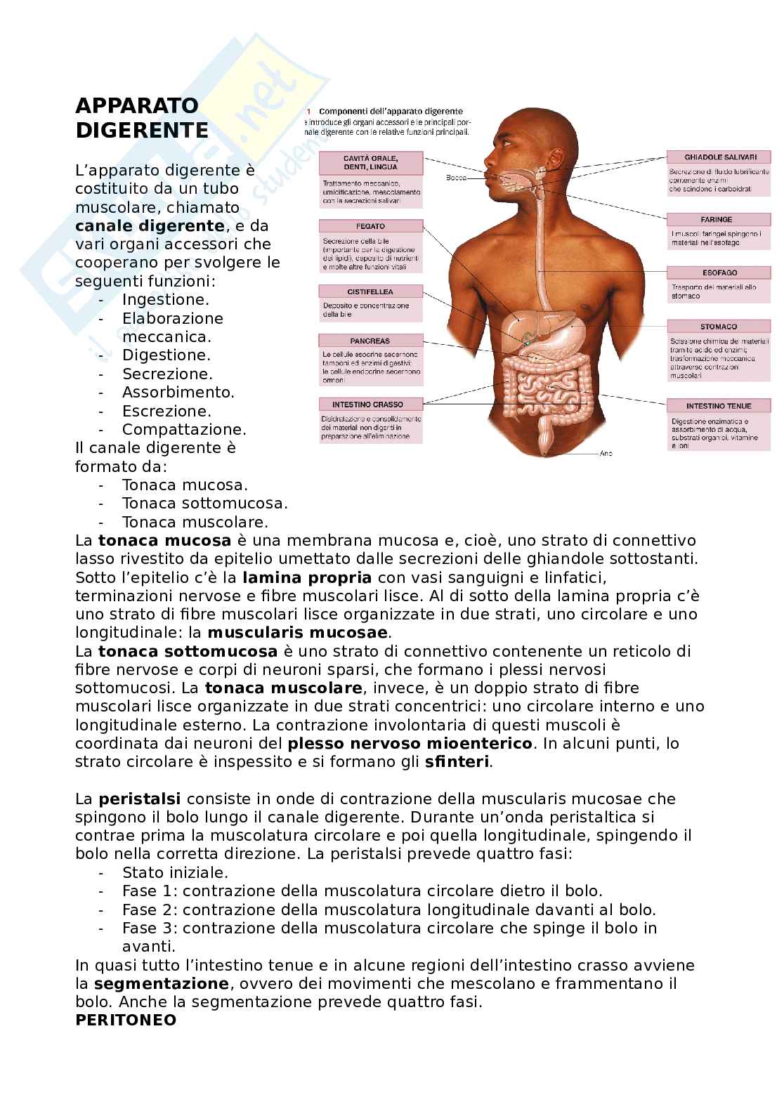 Apparato digerente Pag. 1