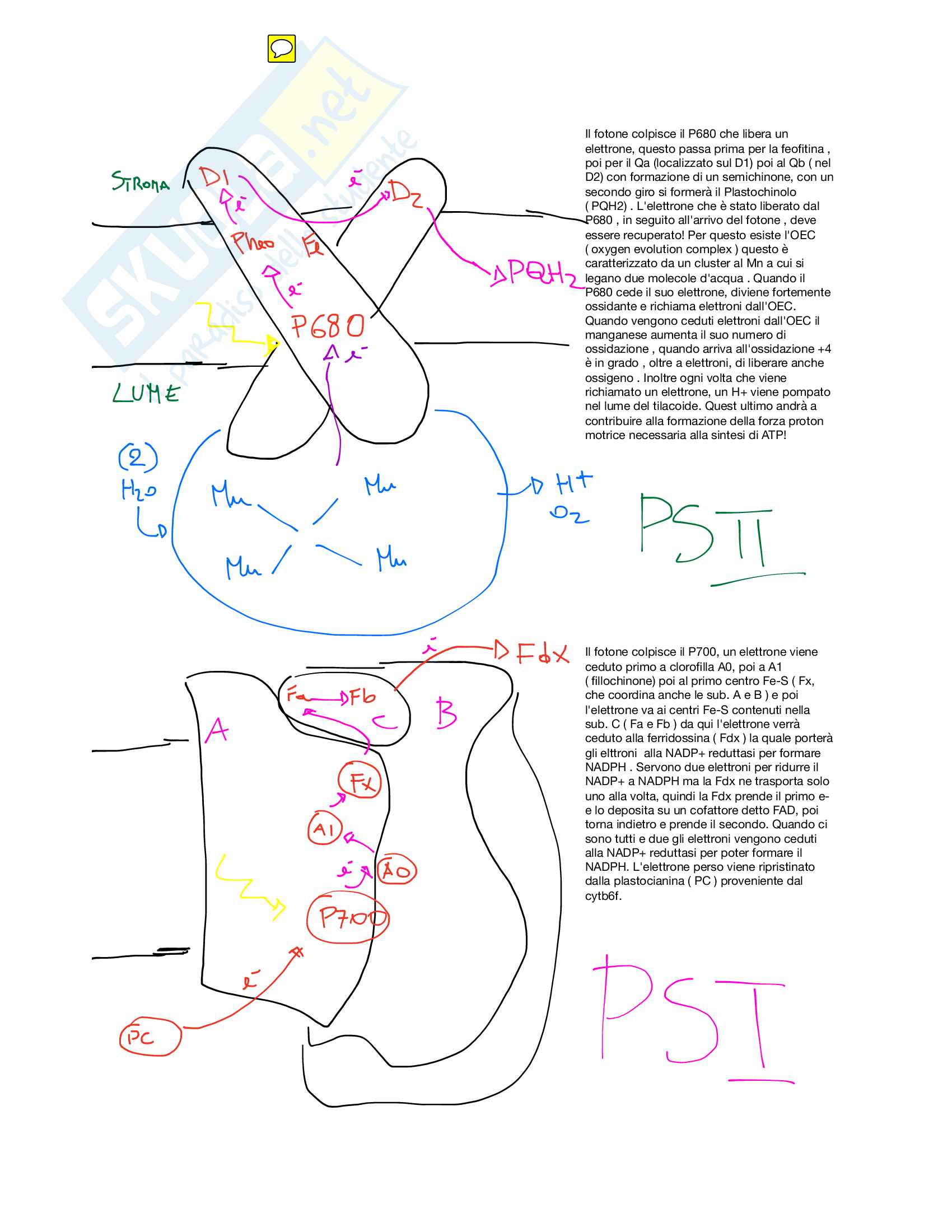 Fisiologia Vegetale Completo Pag. 2