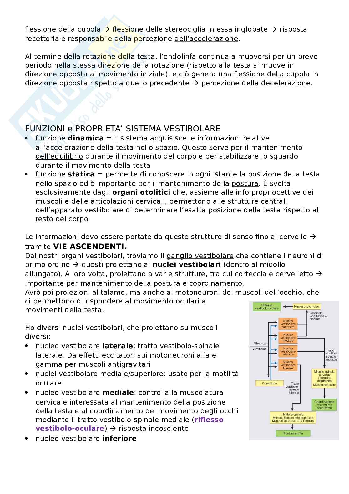 Sistema uditivo  Pag. 11