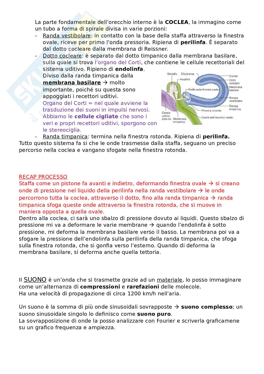 Sistema uditivo  Pag. 2