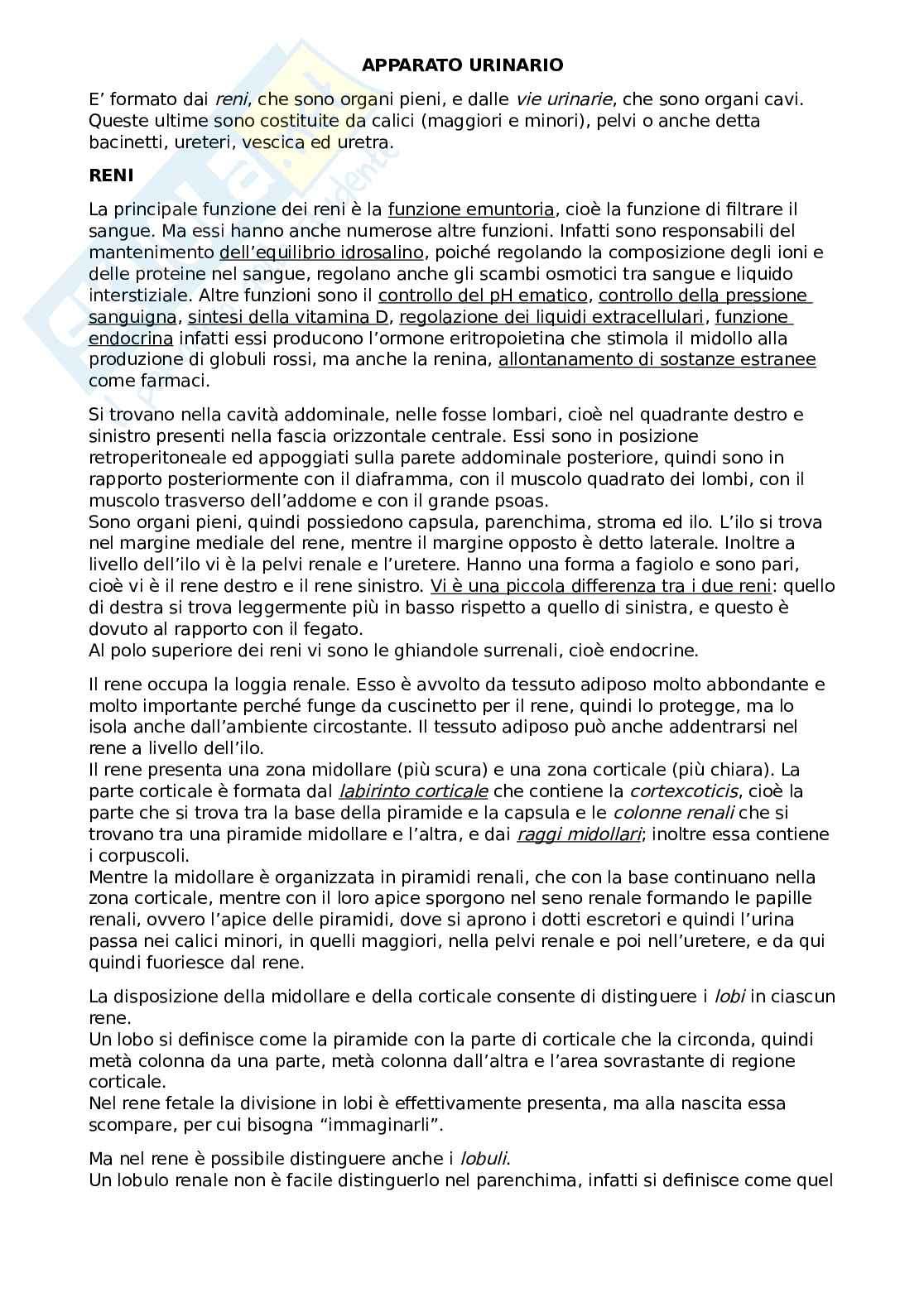 Apparato urinario Pag. 1