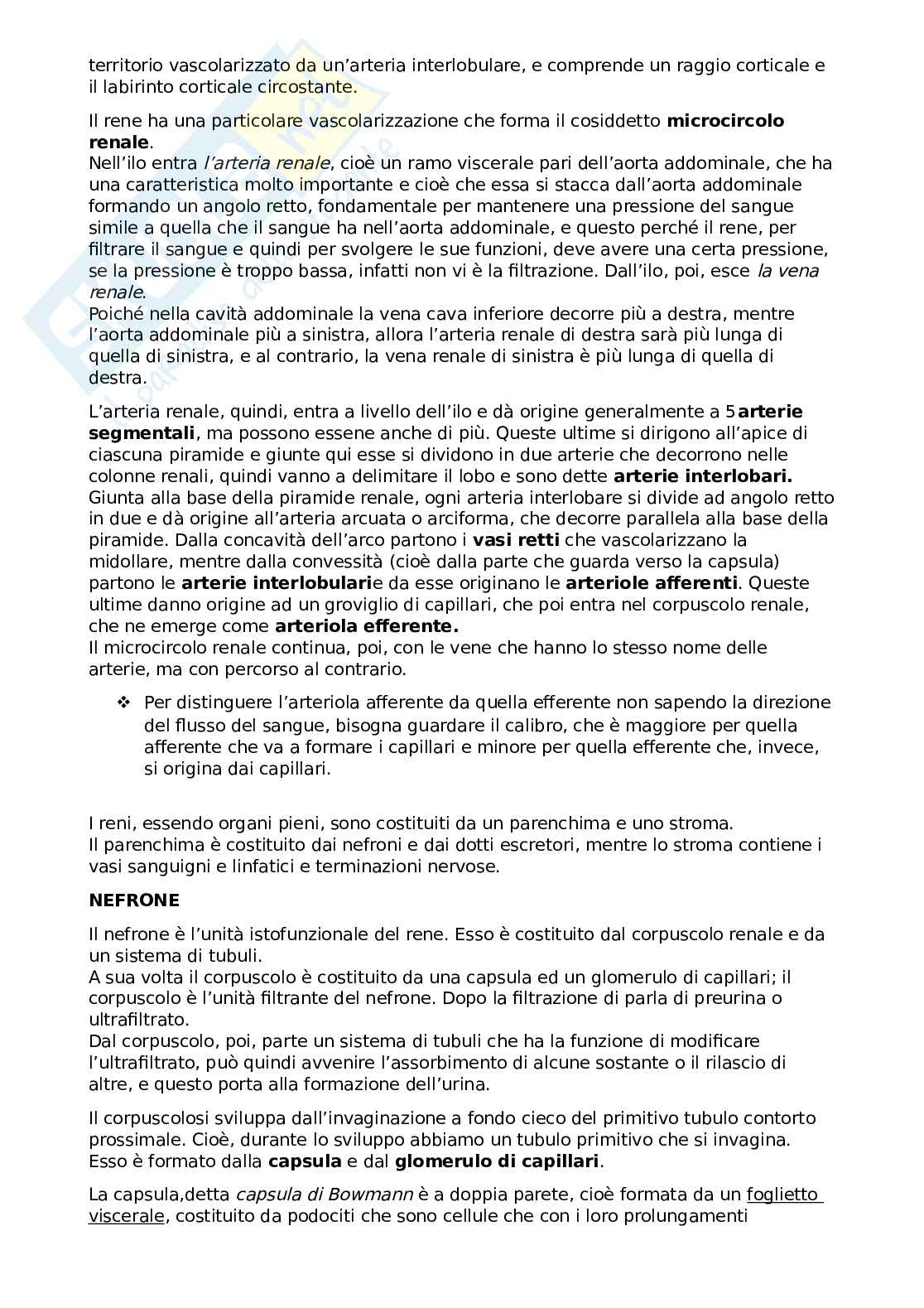 Apparato urinario Pag. 2