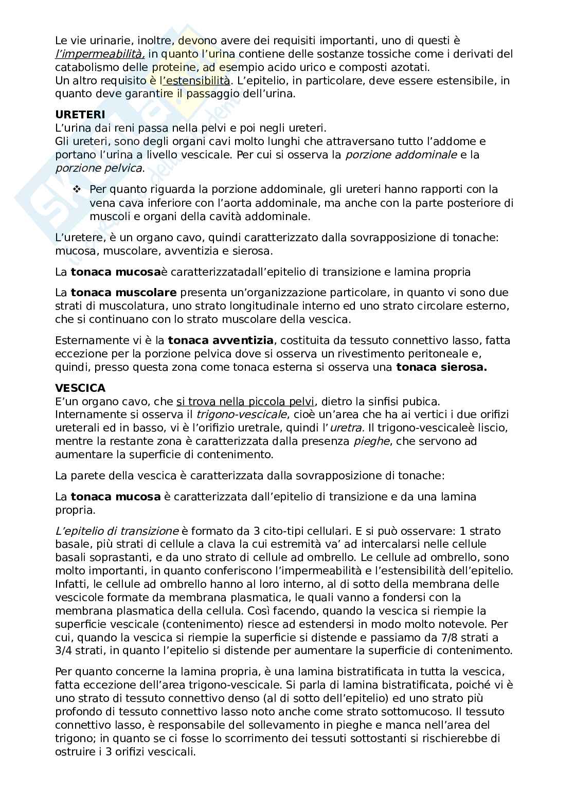 Apparato urinario Pag. 6