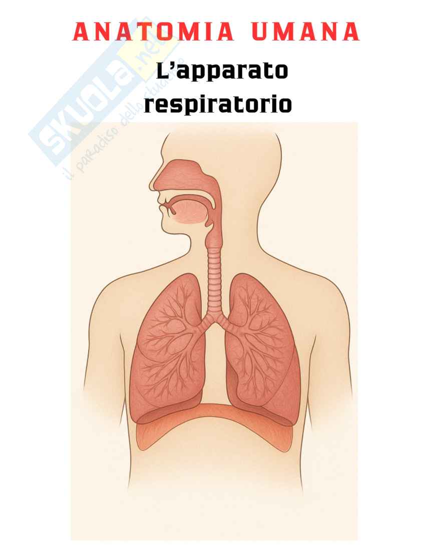 Riassunto esame L’apparato respiratorio, Prof. Martellucci Emanuela, libro consigliato Anatomia umana, Saladin Pag. 1