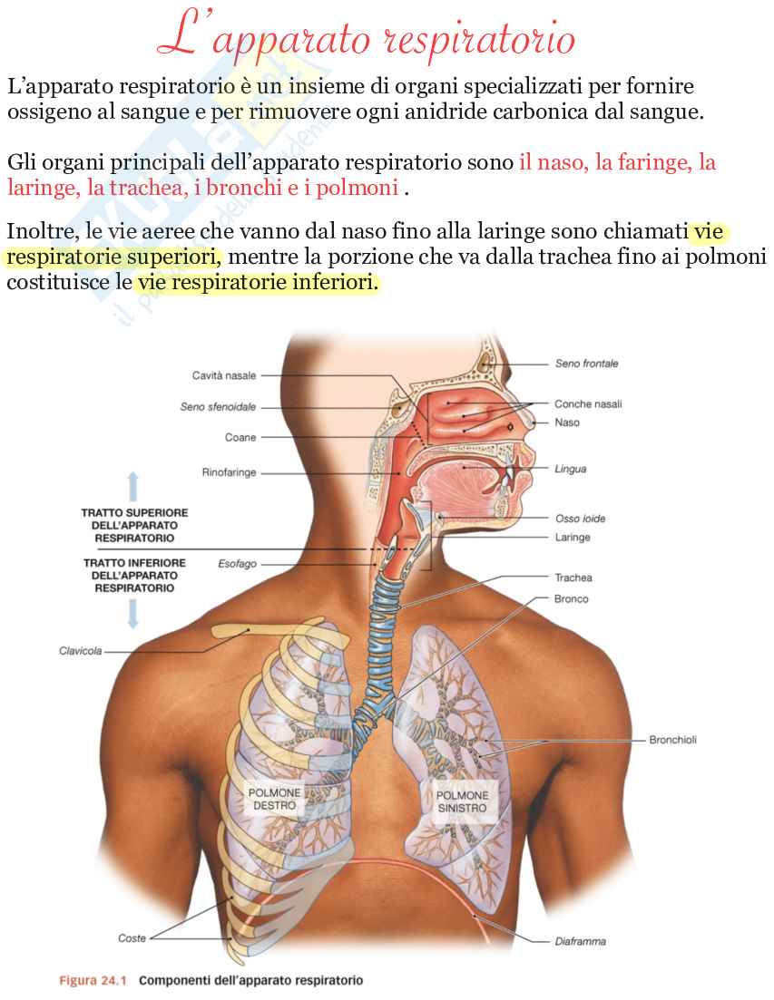 Riassunto esame L’apparato respiratorio, Prof. Martellucci Emanuela, libro consigliato Anatomia umana, Saladin Pag. 2