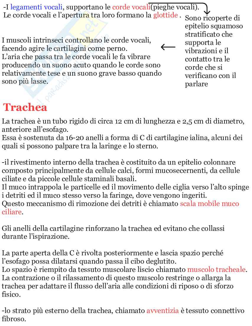 Riassunto esame L’apparato respiratorio, Prof. Martellucci Emanuela, libro consigliato Anatomia umana, Saladin Pag. 6