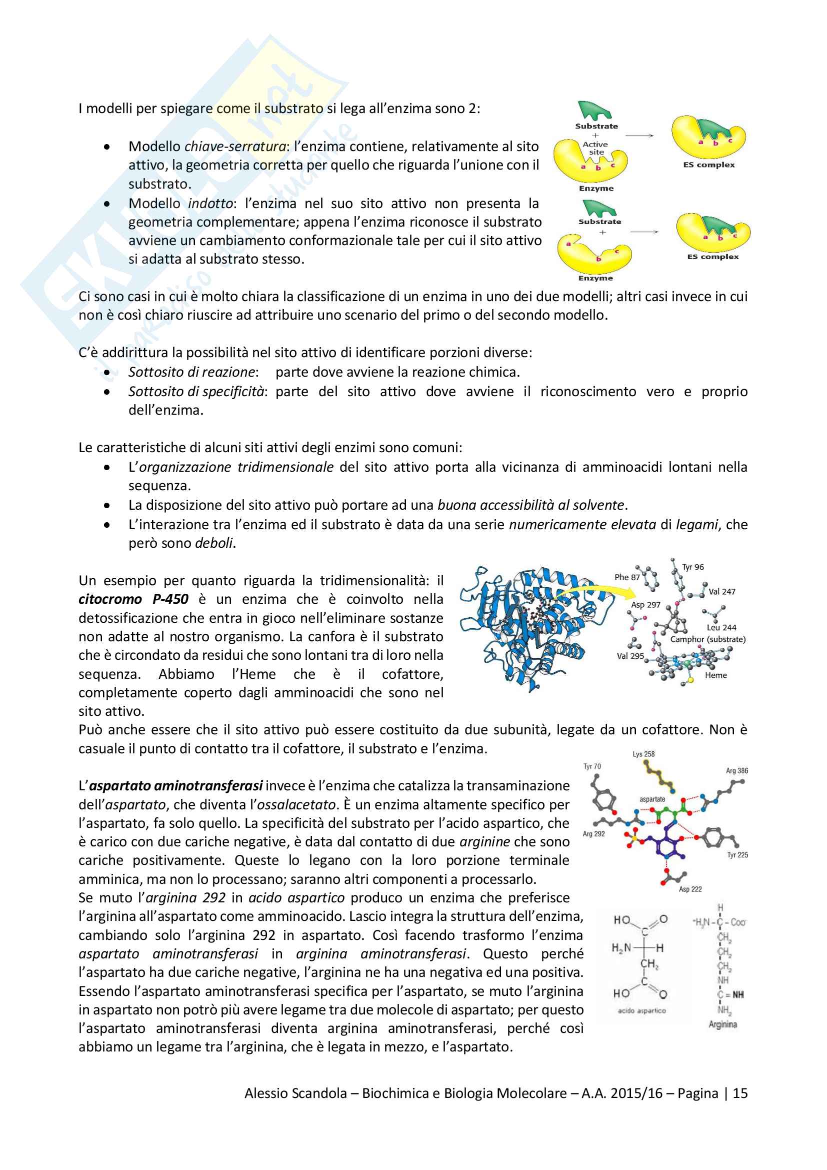 Biochimica e Biologia molecolare Pag. 16