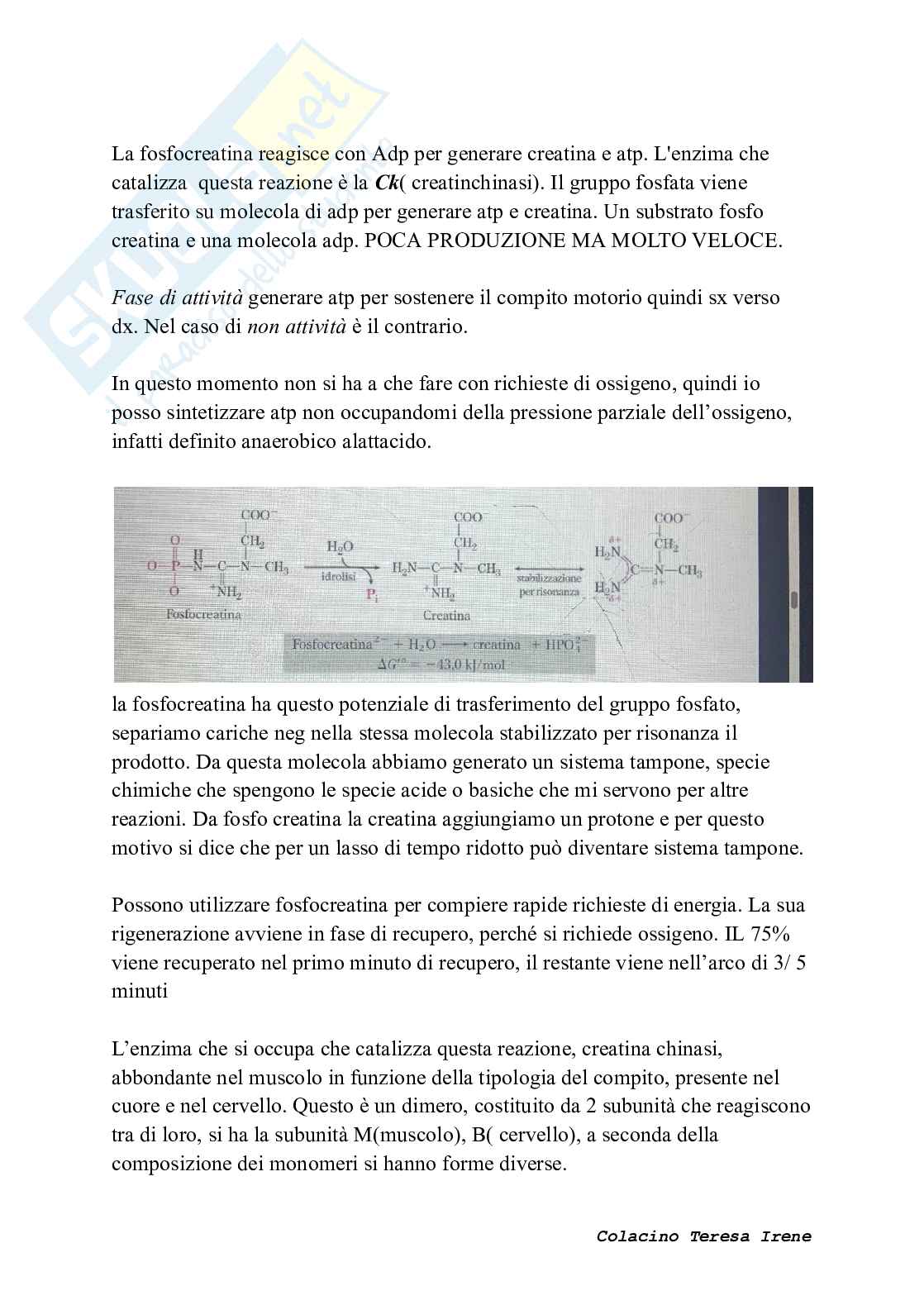 Biochimica dell’esercizio fisico: meccanismi di contrazione e adattamento ad allenamento  Pag. 21