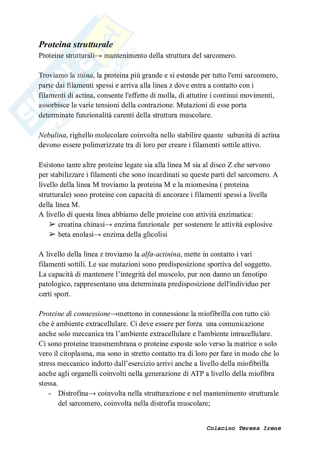 Biochimica dell’esercizio fisico: meccanismi di contrazione e adattamento ad allenamento  Pag. 6