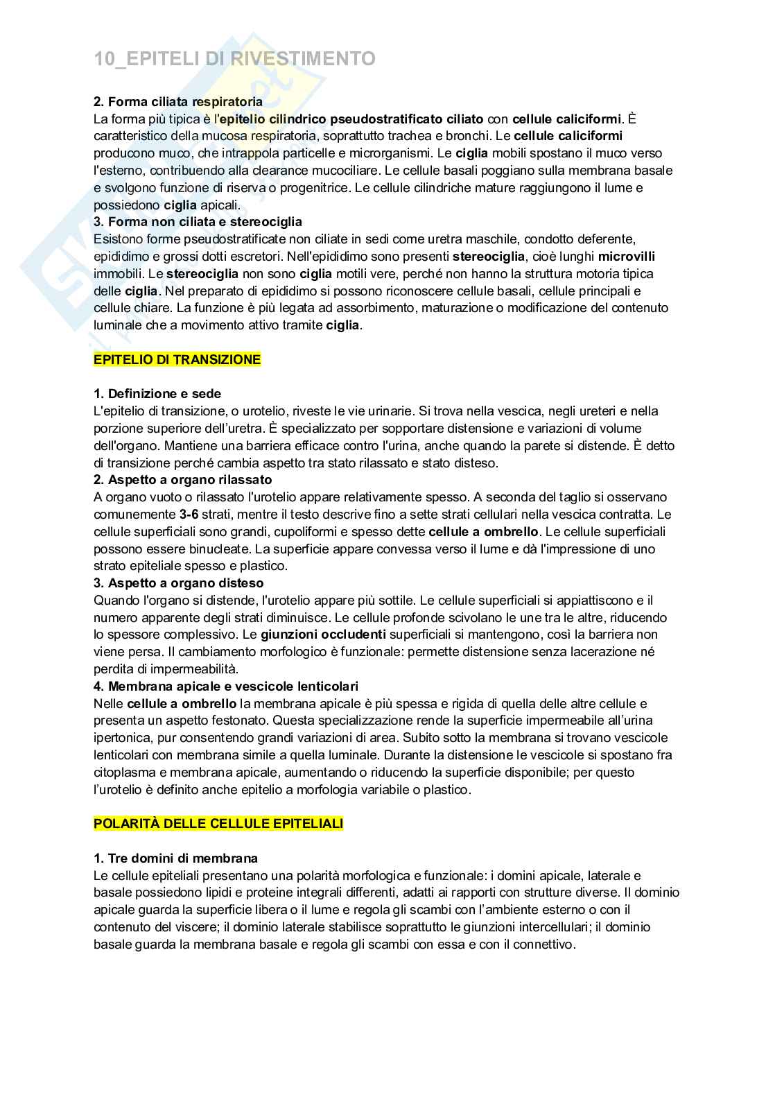 Riassunto esame Istologia e embriologia, Prof. Nervi Clara, libro consigliato Istologia, Monesi Pag. 16