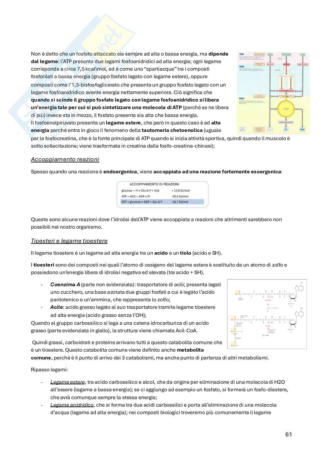 Biochimica della nutrizione Pag. 61