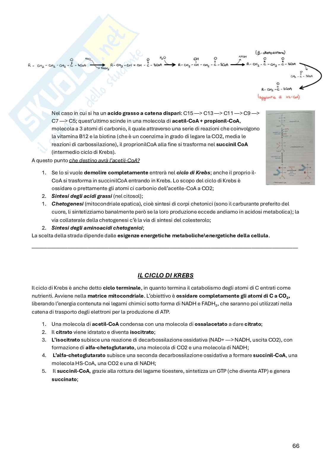 Biochimica della nutrizione Pag. 66