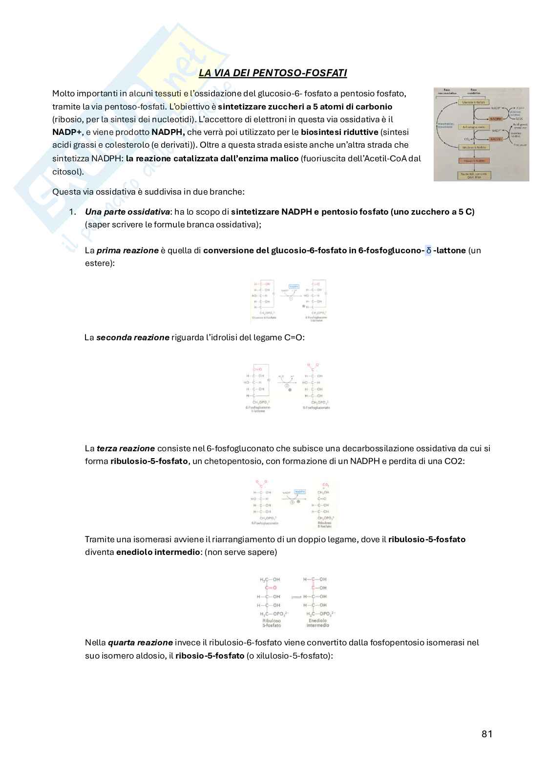 Biochimica della nutrizione Pag. 81