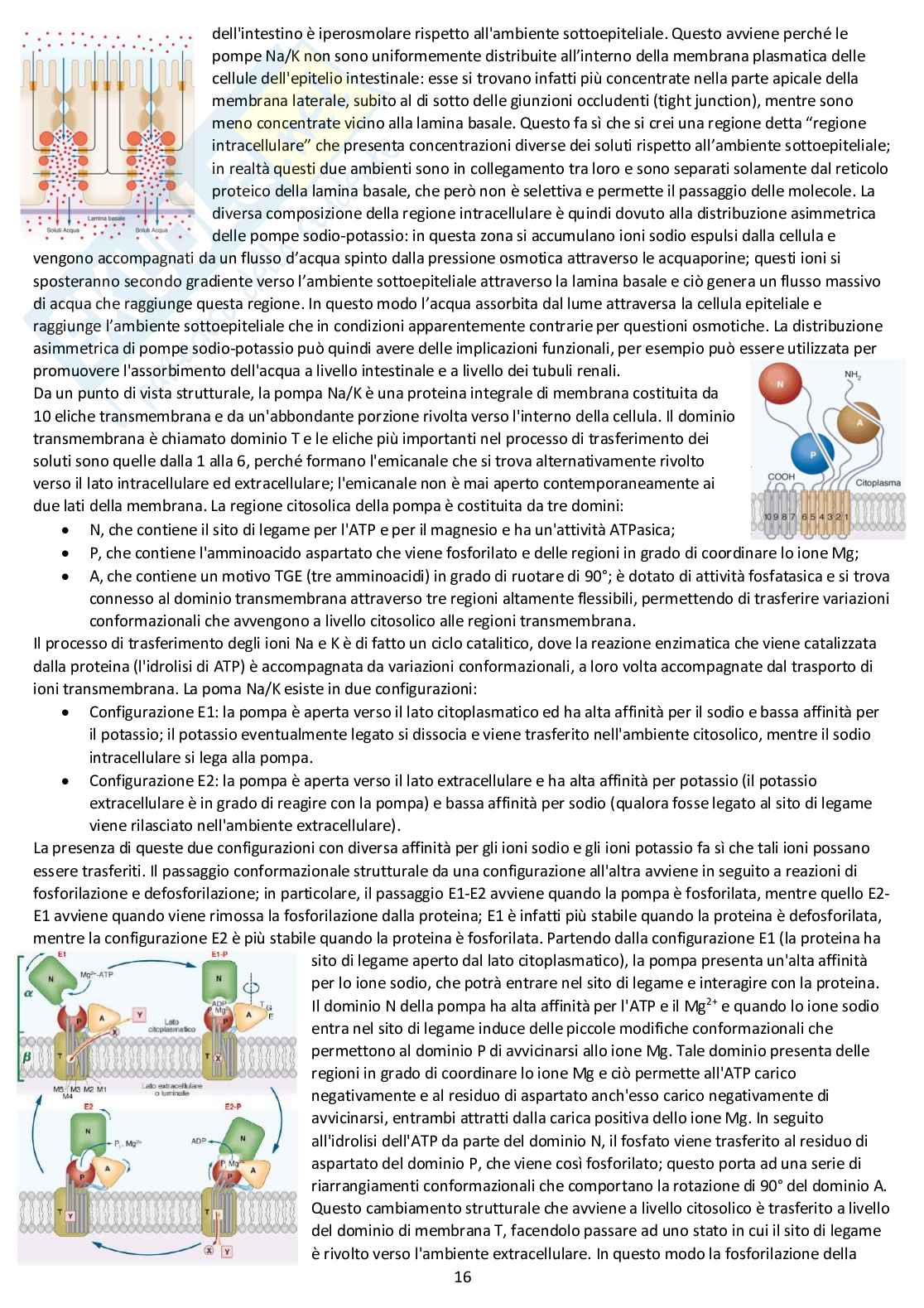 Fisiologia generale - Appunti d'esame completi Pag. 16