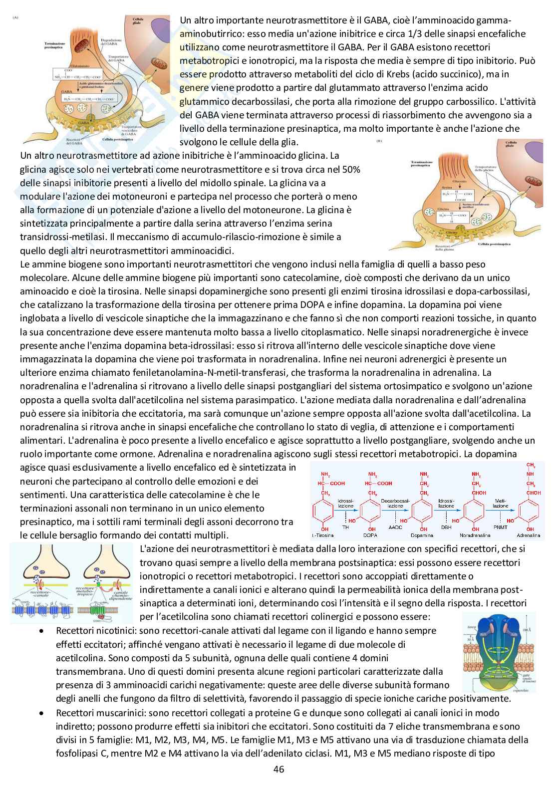 Fisiologia generale - Appunti d'esame completi Pag. 46