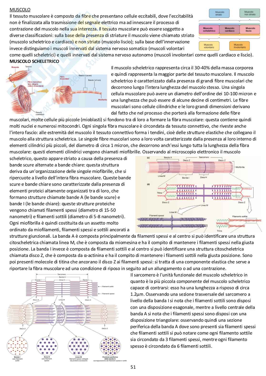 Fisiologia generale - Appunti d'esame completi Pag. 51