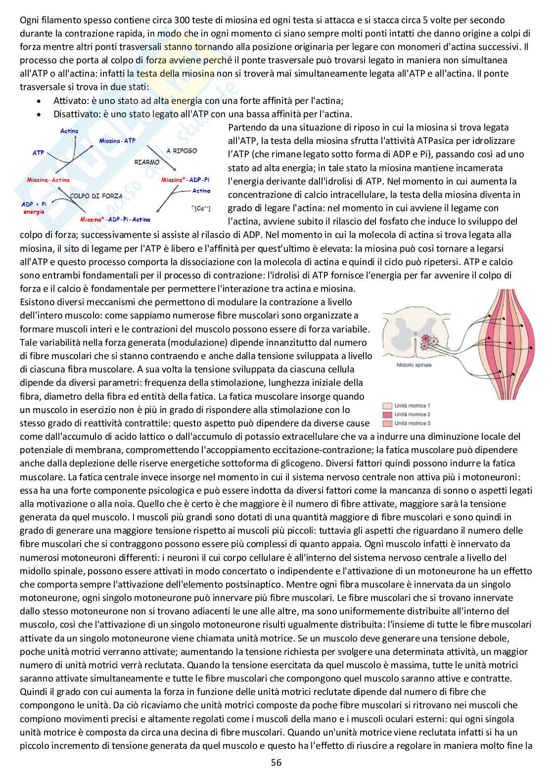 Fisiologia generale - Appunti d'esame completi Pag. 56