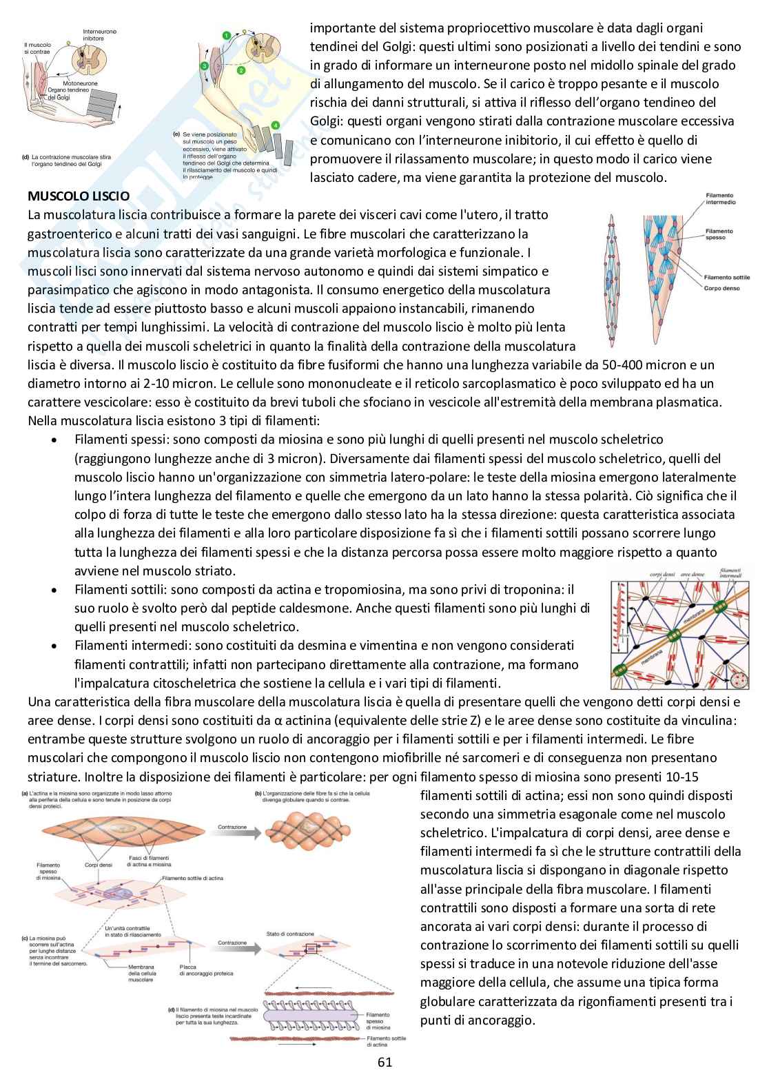 Fisiologia generale - Appunti d'esame completi Pag. 61